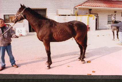 �ٻ� ����