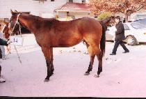 ����õ (DOSOLCHEON) ����