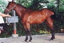 �Ҵ� (SONIC) ����