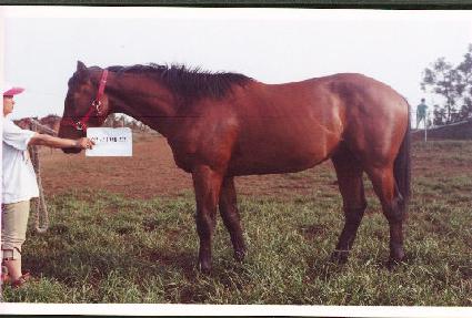 ���������� ����