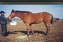 ������ (KANGJAJON) ����