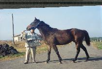 ī���� (CARPLIN) ����