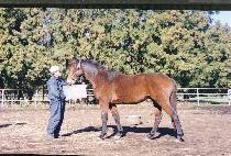 ����� (GOUNBIT) ����