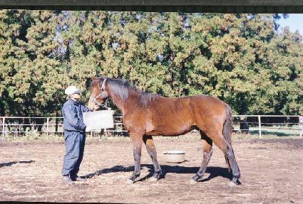 ����� ����