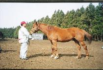 �����Ǻ� (NAMCH��ONEUI PYEOL) ����