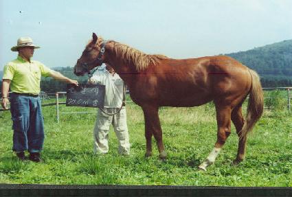 �̷��� ����