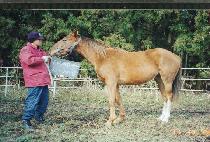 ��ȣ�ô� (BIHO SIDAE) ����