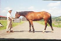 �����ǵ� (QUEEN SPEEDY) ����