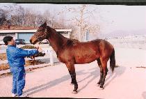 �񱸺��� (BIGUBIJOK) ����