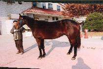 õ���ϸ� (CHEONHA ILMA) ����