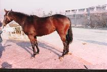 �Թڿ��� (HAMBAGUSEUM) ����