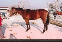 ���Ǽ��� (SINEUI SEONMUL) ����