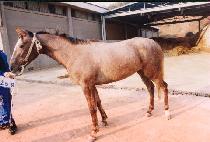 õ�ุ�� (CHEONHAENGMANBOK) ����