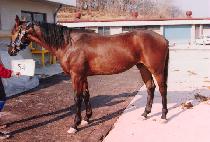 �ູ�� (HAENGBOGI) ����