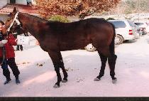 �������� (JINDUJIHWI) ����