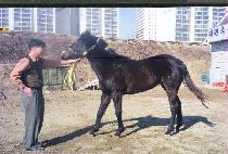 ������ (CH��AMSEULGI) ����