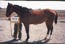 ��Ű���� (LUCKY LAND) ����