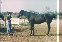 �����ĵ� (HIMCHAN PADO) ����