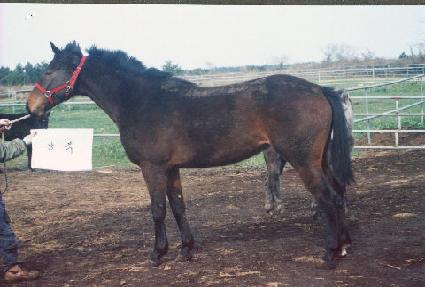 ���� ����