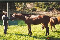 �ָ����� (JUMAL YEONGGWANG) ����