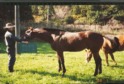 �ָ����� ����