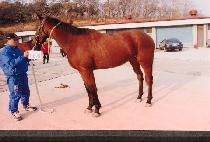 ������ (DAISY) ����