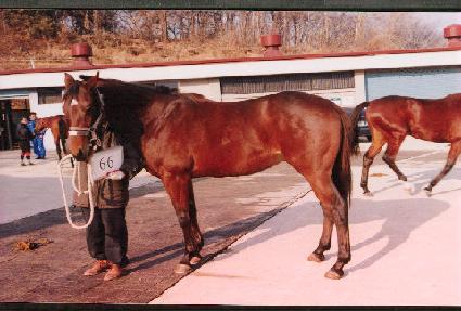 �¸����� ����