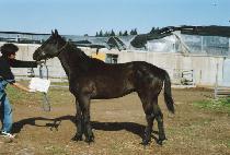 �������� (SEONJEDONGJA) ����