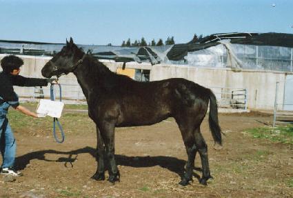 �������� ����