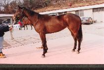 �ڽ� (JASIM) ����