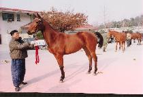 ����� (DONGDAESAN) ����