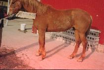 ��õ��� (YEONCHEON JANGSA) ����