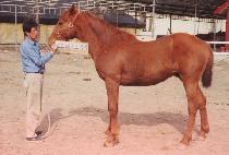 ����Ʈ (RAFT) ����