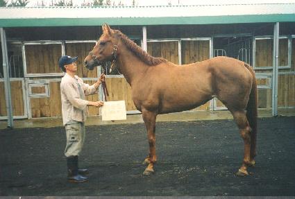 ������ ����