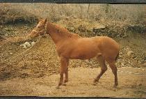 ȣ������ (HONAMJEIL) ����