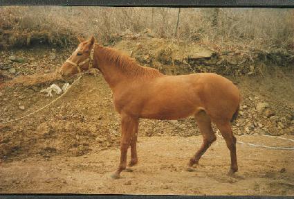 ȣ������ ����
