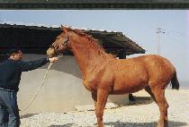 �ͺ深�� (TURBULENCE) ����