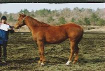 �����ȭ (YOWONJIHWA) ����