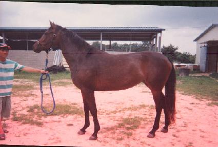 ������ ����