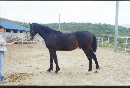 ������ ����