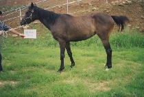 �ε彺Ÿ (ROAD STAR) ����