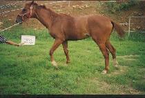 ������ (KEUNWIDAE) ����