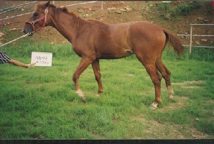 ������ ����