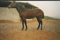 �������� (MUNJEON SEONGSI) ����