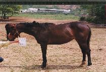 ���游 (NEULCH��UNGMAN) ����