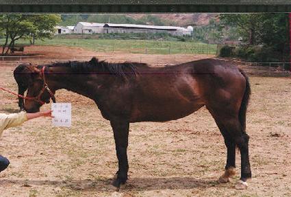 ���游 ����