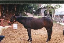 ��ȭ (SONGHWA) ����