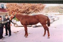 �����Ǳ� (YEONGGWANG-EUIGIL) ����