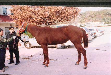 �����Ǳ� ����