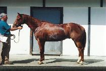 Ư�� (T��EUKCHONG) ����